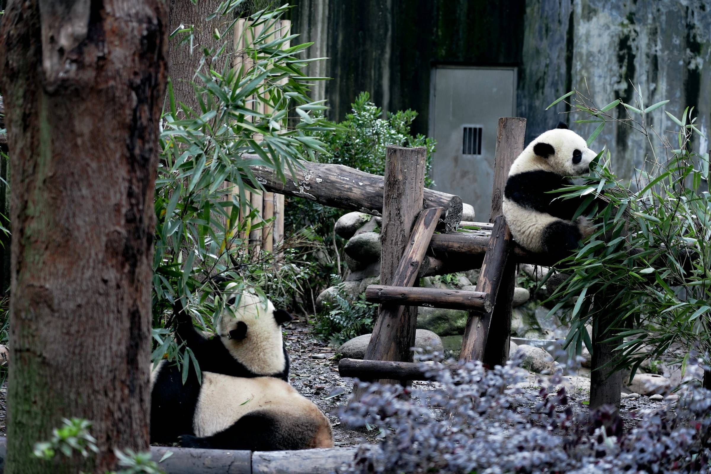Chengdu · Giant pandas among bamboo at the Chengdu Research Base of Giant Panda Breeding